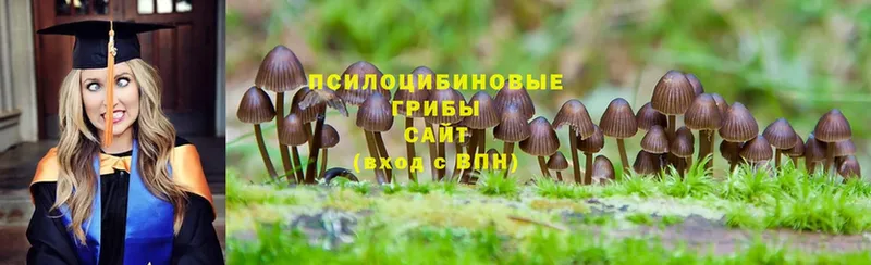 Псилоцибиновые грибы GOLDEN TEACHER  Новомичуринск 